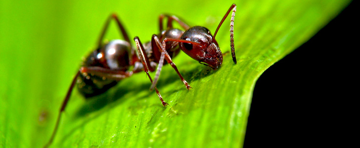 fourmi-micro-ondes.jpg